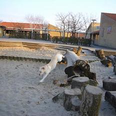 Labrador retriever Agnes