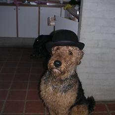 Airedale terrier Beau's Bon Garcon 