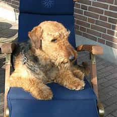 Airedale terrier Beau's Bon Garcon 