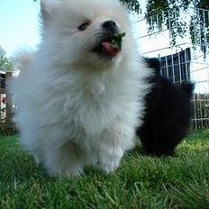 Pomeranian Alf