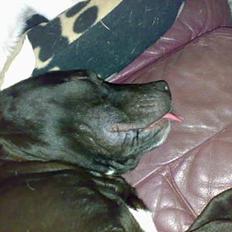 Blanding af racer Silas 2006-2007 R.I.P.