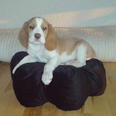 Beagle Fonzo