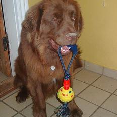 Newfoundlænder rocky