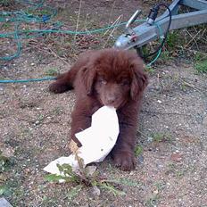Newfoundlænder rocky