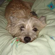 Cairn terrier Zacho