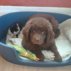 Newfoundlænder rocky