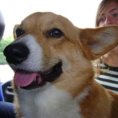 Welsh corgi pembroke Young Mr Lucas