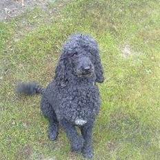 Storpuddel Kicki Død:'(