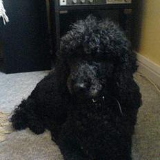 Storpuddel Kicki Død:'(