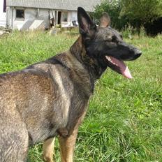 Schæferhund Kumani Athena