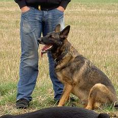 Schæferhund Kumani Athena