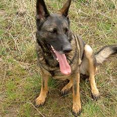 Schæferhund Kumani Athena