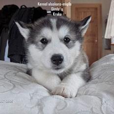 Alaskan malamute Gimle´s Kraka # død dece#