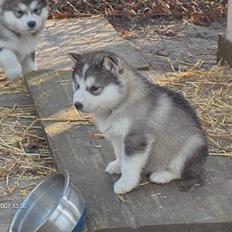 Alaskan malamute Gimle´s Kraka # død dece#