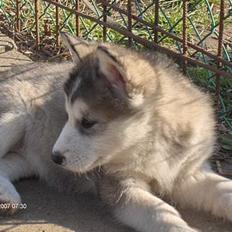 Alaskan malamute Gimle´s Kraka # død dece#