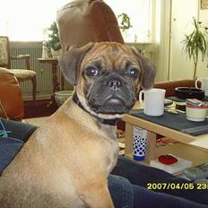 Blanding af racer Magnus