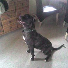 Amerikansk bulldog Frida