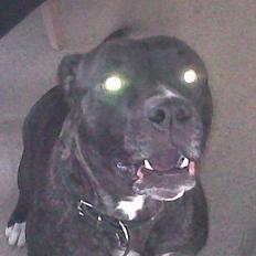 Amerikansk bulldog Frida