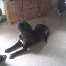 Amerikansk bulldog Frida