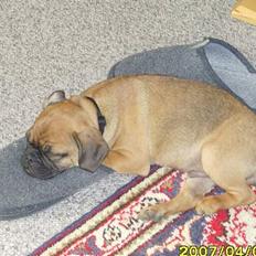 Blanding af racer Magnus