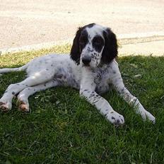 Engelsk setter Pibemølle Britney