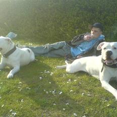 Amerikansk bulldog Chico