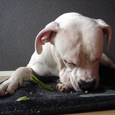 Amerikansk bulldog Chico