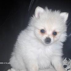 Pomeranian sofus
