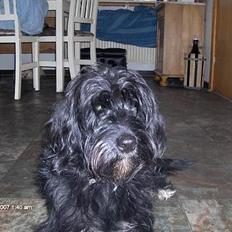 Blanding af racer bølle