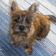Cairn terrier Bellos