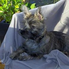 Cairn terrier Bellos