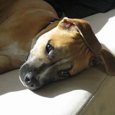 Amerikansk staffordshire terrier Ghetto