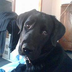 Blanding af racer Fraya - Lab/Berner 26/8-06 - 14/2-19