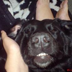 Blanding af racer Fraya - Lab/Berner 26/8-06 - 14/2-19