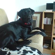 Blanding af racer Fraya - Lab/Berner 26/8-06 - 14/2-19