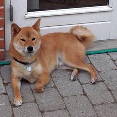 Shiba Chico