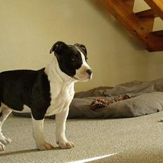 Amerikansk staffordshire terrier BABY