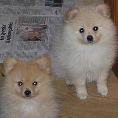 Pomeranian Floffy (Elfie)