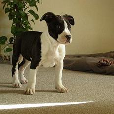 Amerikansk staffordshire terrier BABY