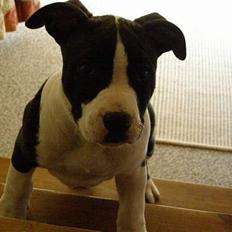 Amerikansk staffordshire terrier BABY
