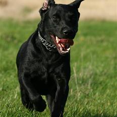 Labrador retriever Nynne ;-)