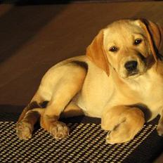 Labrador retriever Sally