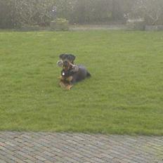 Rottweiler Basse (født Bacon)