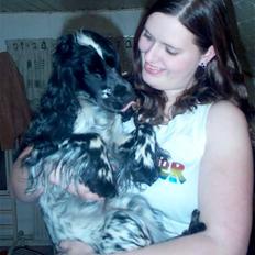 Cocker spaniel Mika