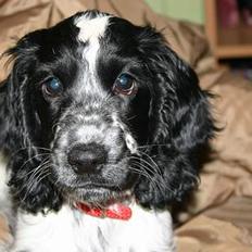 Cocker spaniel Mika