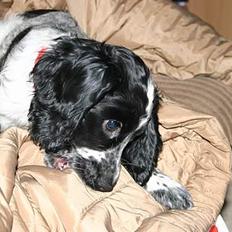 Cocker spaniel Mika