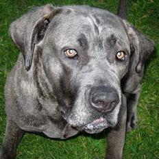 Cane corso jayna
