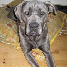 Cane corso jayna