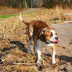 Amerikansk bulldog Vince