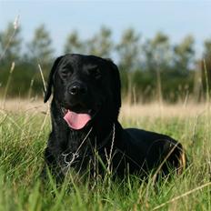 Labrador retriever Nynne ;-)
